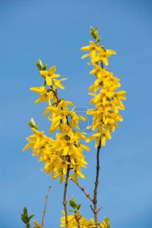 Spring, yellow forsythia on the background of the blue sky.