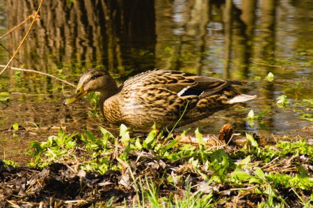 Photo for Wild duck in spring near the trees on the river bank. - Royalty Free Image