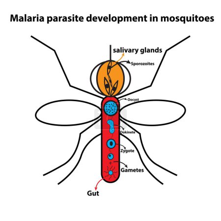 Illustration for Malaria parasite development in mosquitoes - Royalty Free Image