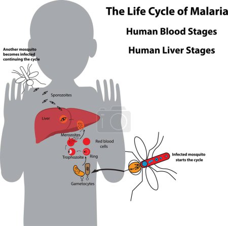 Téléchargez les illustrations : Cycle de vie du parasite du paludisme, stades sanguins humains et stades hépatiques humains - en licence libre de droit