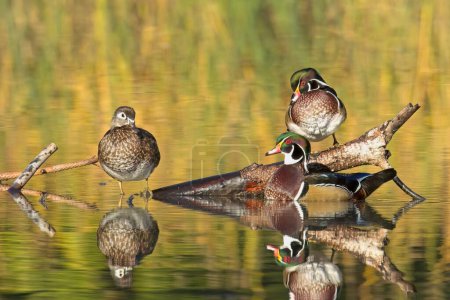 Three wood ducks, a female and two males, are perched on a log jutting out of the water in Spokane, Washington.