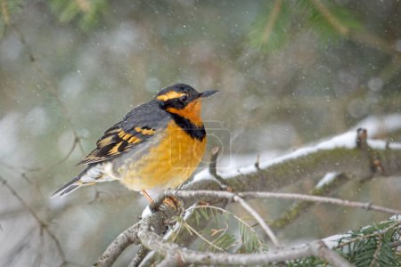 A male Varied Thrush is perched on a branch covered in snow during winter in north Idaho.