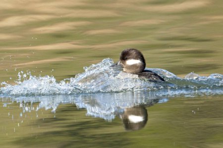 Photo for A female bufflehead duck lands in the water of Fernan Lake in north Idaho making a splash. - Royalty Free Image