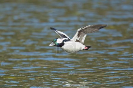 Photo for A male bufflehead duck flies low just above the water of Fernan Lake in north Idaho. - Royalty Free Image
