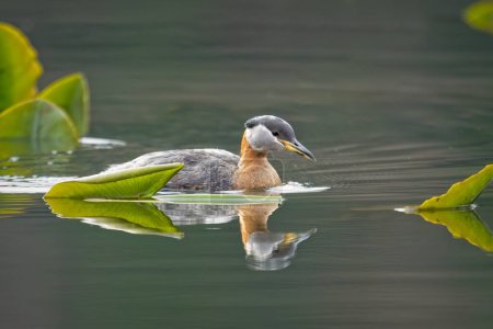 Photo for A pretty red-necked grebe swims among the lily pads on Fernan Lake in Coeur d'Alene, Idaho. - Royalty Free Image