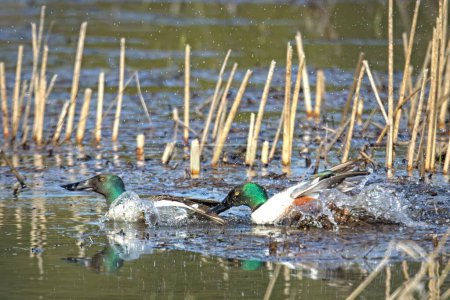Photo for A northern shoveler waterfowl chases after another shoveler in Hauser, Idaho. - Royalty Free Image