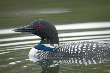 A close up side profile of a common loon swimming in Fernan Lake in Coeur d'Alene, Idaho.