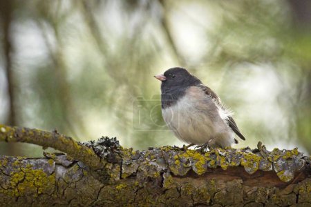 Photo for A cute little dark-eyed junco songbird is perched on a branch in a park in Post Falls, Idaho. - Royalty Free Image