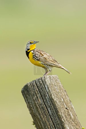 A beautiful western meadowlark is perched on a wooden fence post in eastern Washington.