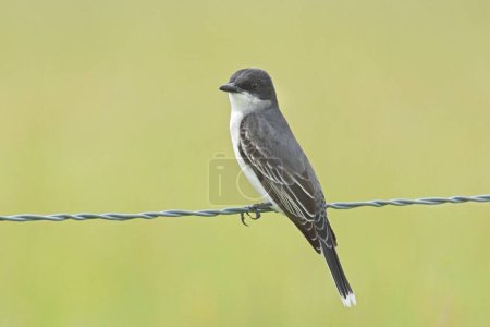 Photo for A small eastern kingbird is perched on a wire fence near Newman Lake, Washington. - Royalty Free Image
