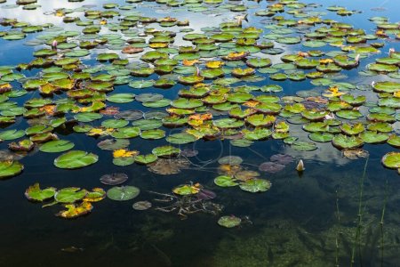 A cluster of lily pads floating on top of the calm water of Newman Lake, Washington.