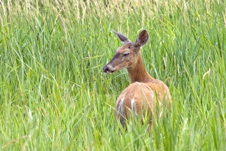 Photo for A white tailed deer stands in tall grass in a field near Newman Lake, Washington. - Royalty Free Image