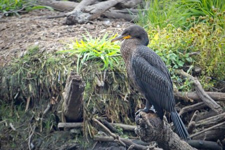 A pretty juvenile double crested cormorant is perched on a downed log in a marsh area of north Idaho