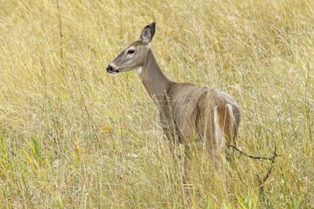 Photo for A female deer stands in the tall grass at the Kootenai Wildlife Refuge near Bonners Ferry, Idaho. - Royalty Free Image