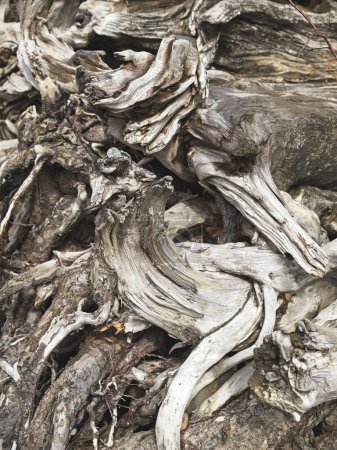 Baumwurzeln am Boden eines umgestürzten Baumes bilden verschiedene abstrakte Muster.