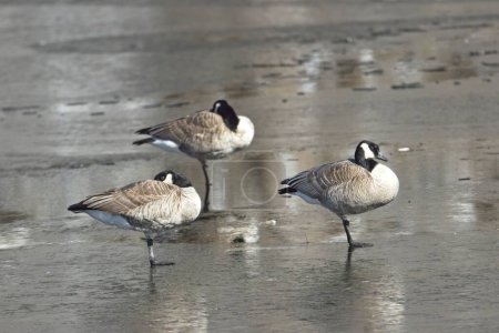 Three canadian geese stand on a frozen pond near Hauser, Idaho.