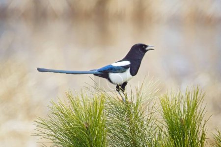 A cute magpie perched on a small pine tree sings out on a bright day near Liberty Lake, Washington.