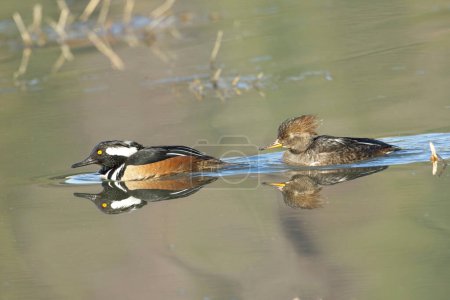 A cute hooded merganser couple swims together searching for food in calm water near Hauser, Idaho.