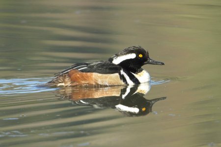 A male hooded merganser casts a reflection in calm water near Hauser, Idaho.