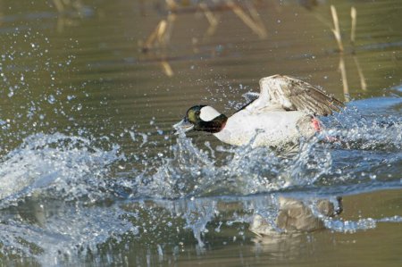 A bufflehead duck is chasing after another duck and making splashes on top of the water near Hauser, Idaho.