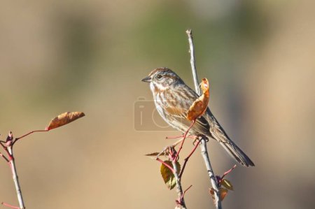A cute song sparrow is perched on a twig near Hauser, Idaho.