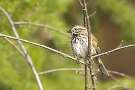 A small song sparrow perches on a small twig in north Idaho.