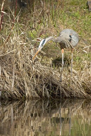 A great blue heron stands on the ground next to calm water looking for fish in north Idaho.