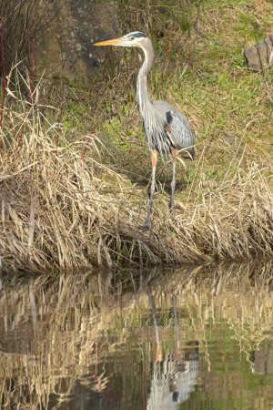 A great blue heron stands on the ground next to calm water in north Idaho.