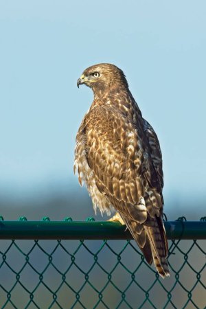 A red tailed hawk perches on a green metal fence  in eastern Washington.