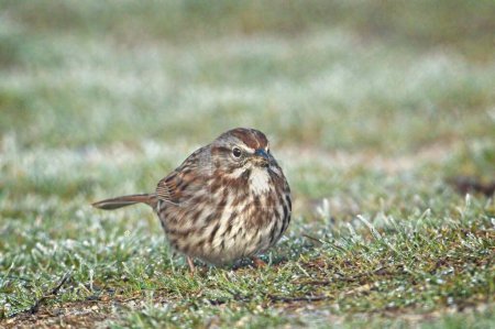 A small song sparrow walks on the ground foraging for food in north Idaho.