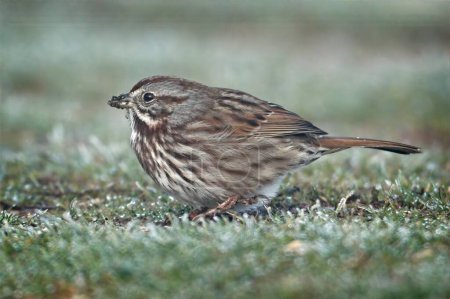 A small song sparrow walks on the ground foraging for food in north Idaho.