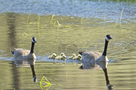 Two Canadian Geese swim with their goslings in a small pond at Turnbull Wildlife Refuge in Cheney, Washington.