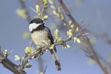 A close up of a small black capped chickadee perched on a small twig in Coeur d'Alene, Idaho.
