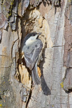 A small black capped chichadee is perched on the edge of a hole in a tree in Coeur d'Alene, Idaho.