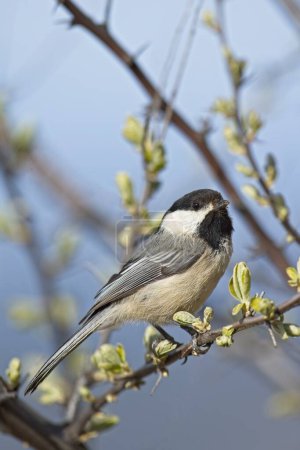 A portraiture of a small black capped chickadee songbird perched on a twig in Coeur d'Alene, Idaho