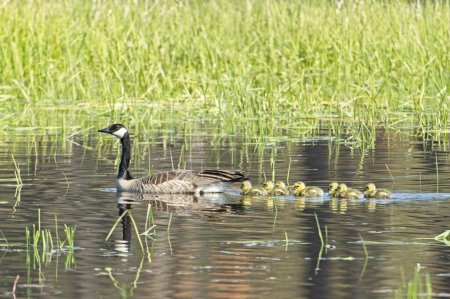 A Canadian Goose swims in a pond with the little goslings trailing behind at Turnbull Wildlife Refuge in Cheney, Washington.