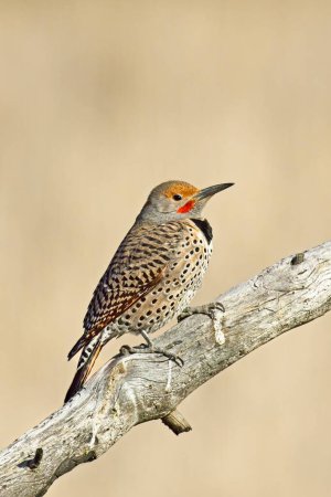 A northern flicker is perched on a barren branch at Turnbull Wildlife Refuge in Cheney, Washington.