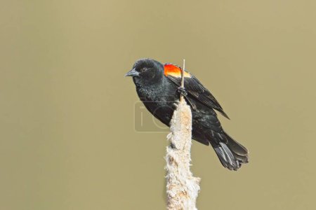 A male red winged blackbird is perched on a cattail plant near Cheney, Washington