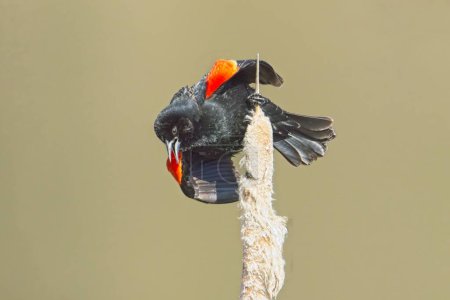 A singing male red winged blackbird perched on a cattail plant near Cheney, Washington