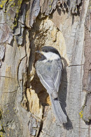 A small black capped chichadee is perched on the edge of a hole in a tree in Coeur d'Alene, Idaho.