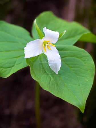 Photo for A close up photo of a white trillium flower on the forest floor in north Idaho. - Royalty Free Image
