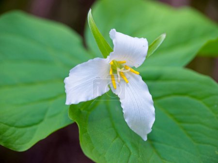 Photo for A close up photo of a white trillium flower on the forest floor in north Idaho. - Royalty Free Image