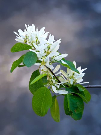Una foto de cerca de la flor blanca de Saskatoon cerca de Leavenworth, Washington.