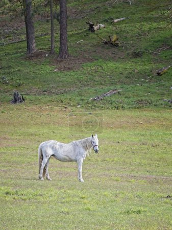 Un caballo blanco está parado en un campo herboso mientras pastaba en el norte de Idaho.