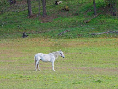 Un caballo blanco está parado en un campo herboso mientras pastaba en el norte de Idaho.