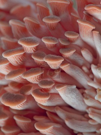 Ein Makro-Studiofoto von kleinen rosa Austernpilzen in ihren frühen Wachstumsphasen.