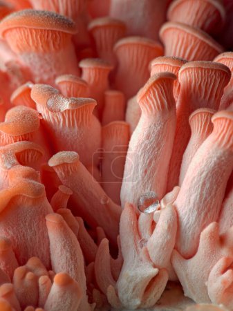 Ein Makro-Studiofoto von kleinen rosa Austernpilzen in ihren frühen Wachstumsphasen.