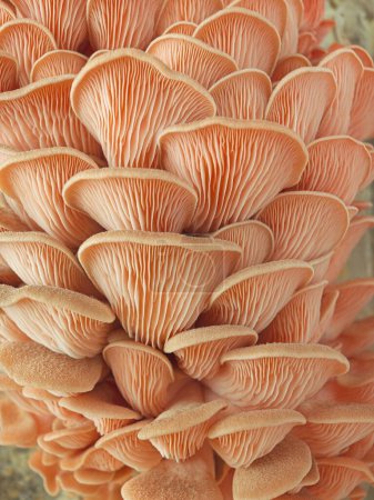 Una foto macro de un racimo de grandes hongos de ostra rosa en un ambiente de estudio.