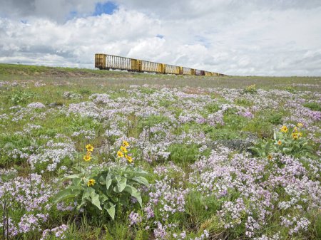 A landscape photo of a field of wildflowers including arrowleaf balsamroot and purple periwinkles with abandoned train cars in the background.