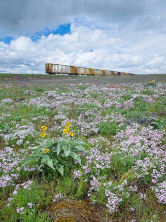 Ein Landschaftsfoto von einem Feld mit Wildblumen einschließlich Pfeilblättriger Balsamwurzel und lila Immergrün mit verlassenen Eisenbahnwaggons im Hintergrund.